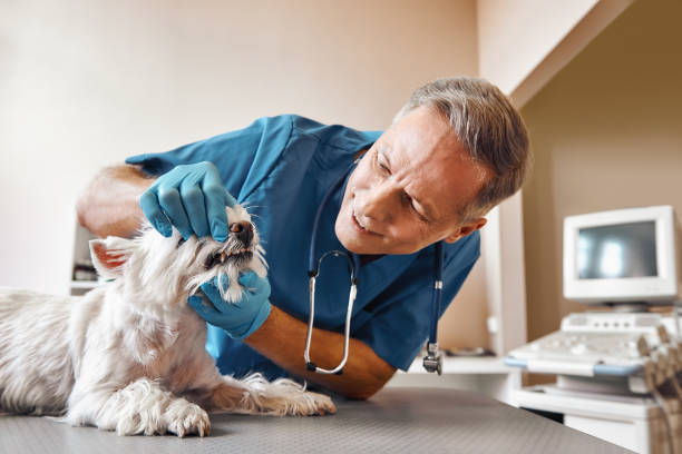 Best 24-Hour Emergency Dentist in Novato, CA